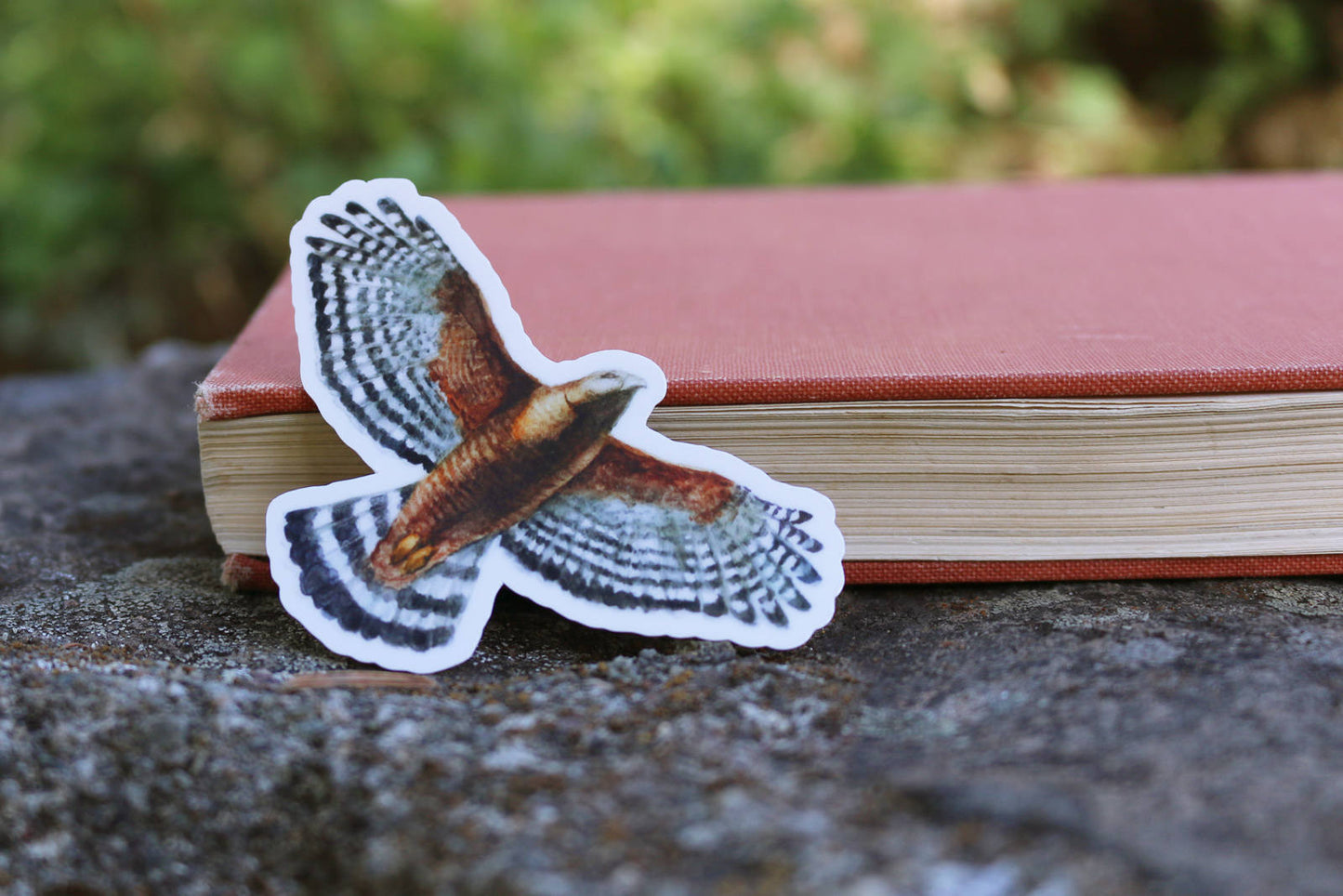Raptor Vinyl Stickers: Red Tailed Hawk, Red Shouldered Hawk