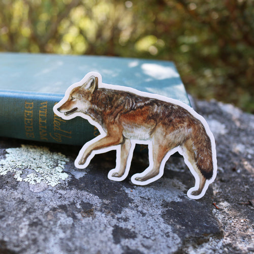 Load image 1 in gallery view. Canines of California Vinyl Stickers: Channel Island Fox, Coyote