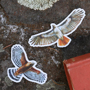Raptor Stickers: Two Vinyl Stickers, Red Tailed Hawk, Red Shouldered Hawk, Birds Of Prey Stickers
