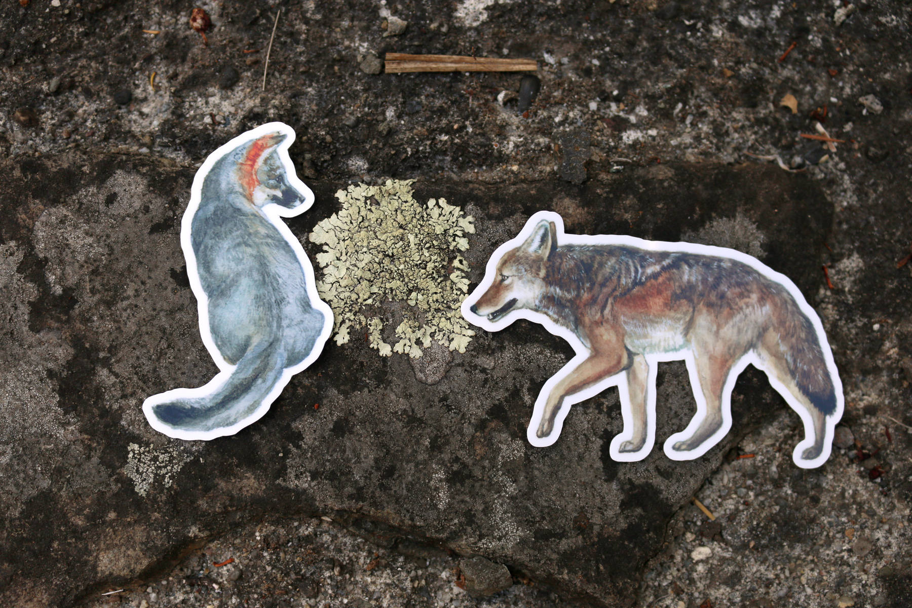 Canines of California Vinyl Stickers: Channel Island Fox, Coyote