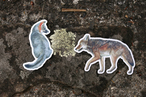 Dogs of California Sticker Set: Two Vinyl Stickers- Channel Island Fox, Coyote, Canines
