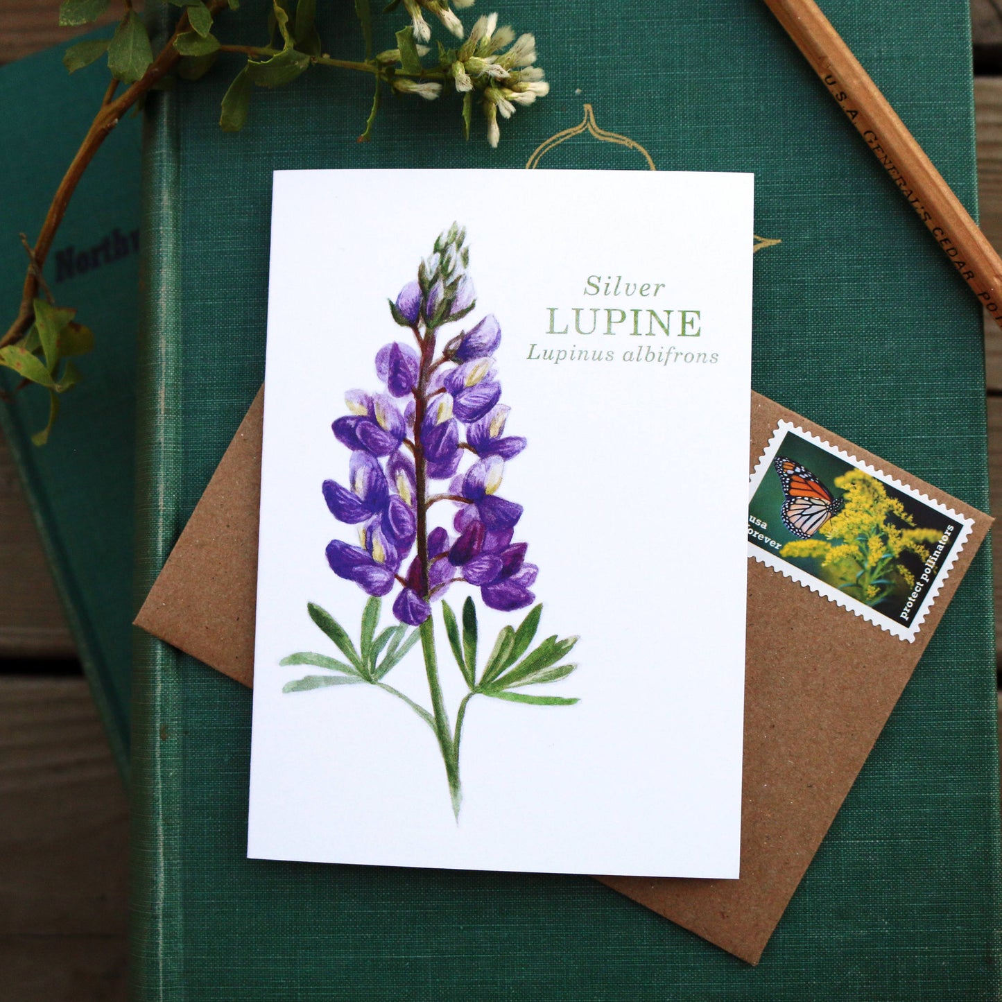 Native California silver lupine wildflower watercolor note card