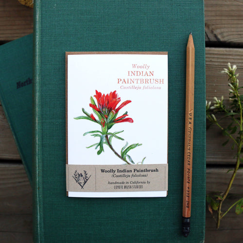 Load image 1 in gallery view. Native California wildflower woolly indian paintbrush watercolor note card