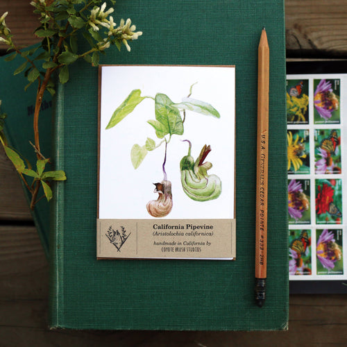 Load image 1 in gallery view. Native California pipevine watercolor note card
