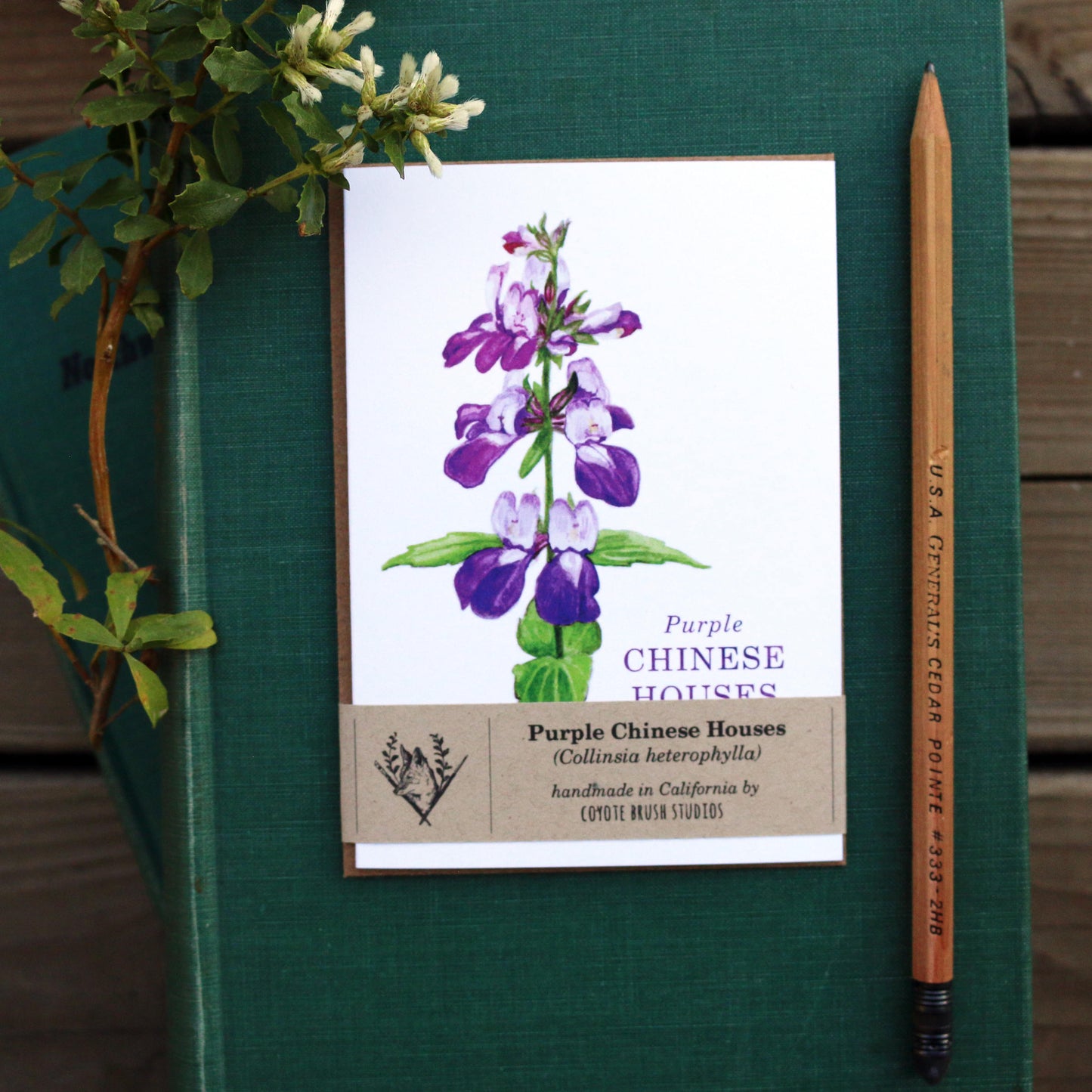 Native California wildflower purple Chinese houses watercolor note card