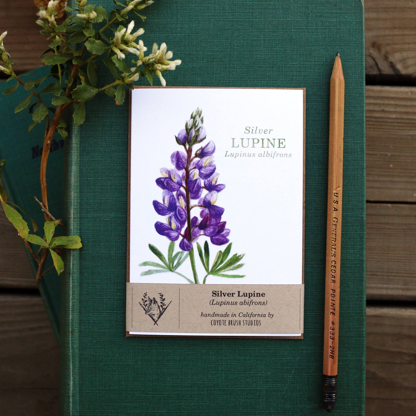 Native California silver lupine wildflower watercolor note card