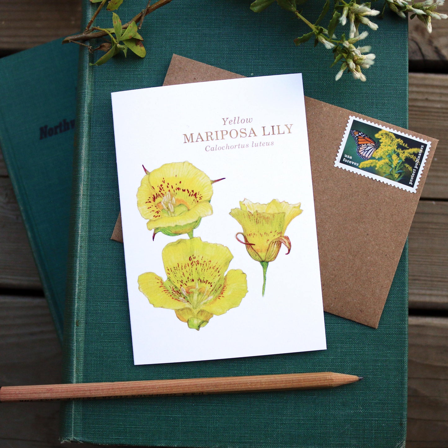 Native California wildflower yellow mariposa lily watercolor note card