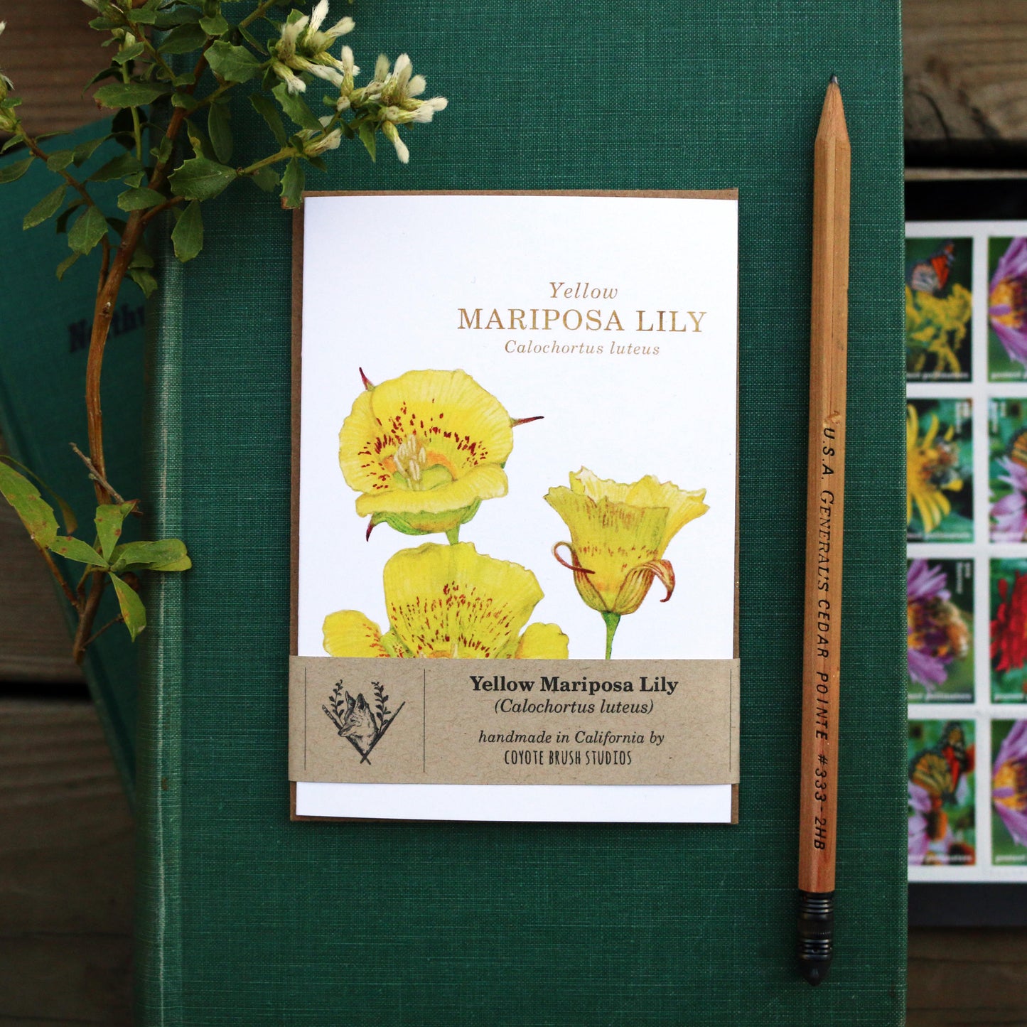 Native California wildflower yellow mariposa lily watercolor note card