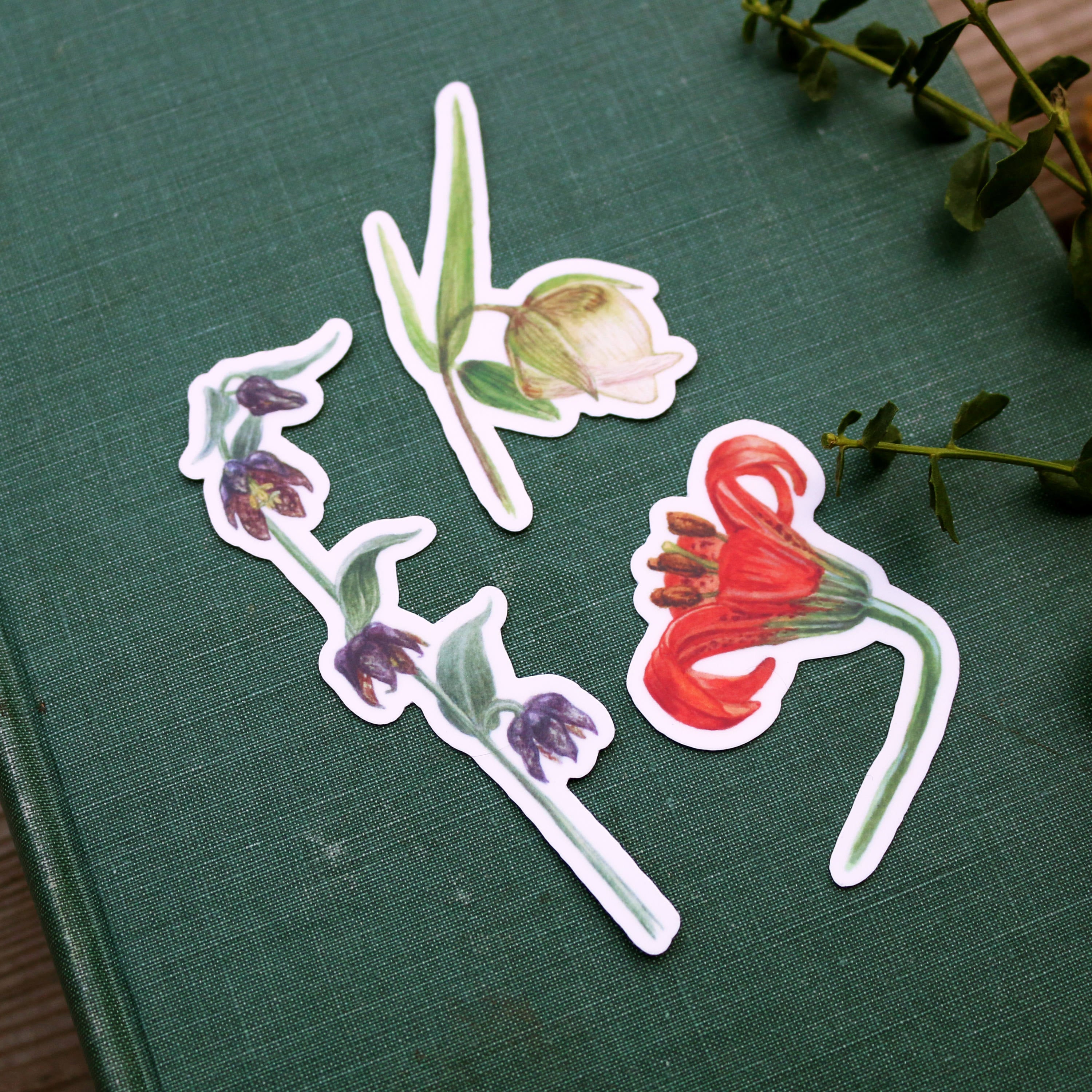 Lilies of California Viny Stickers: Checker lily, Globe Lily, Coast Lily