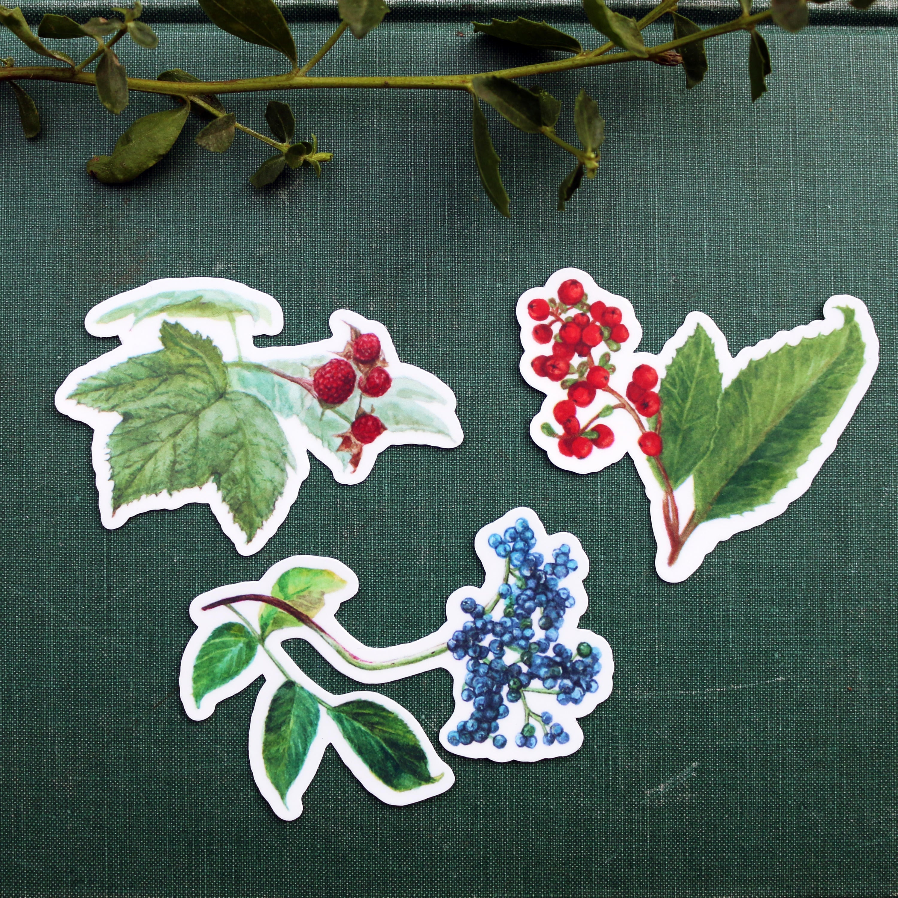 Berries and Fruits of CA Vinyl Stickers: Toyon, Thimbleberry, Elderberry
