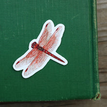 River Residents Stickers: Three Vinyl Stickers - River Otter, Rainbow Trout, Flame Skimmer Dragonfly