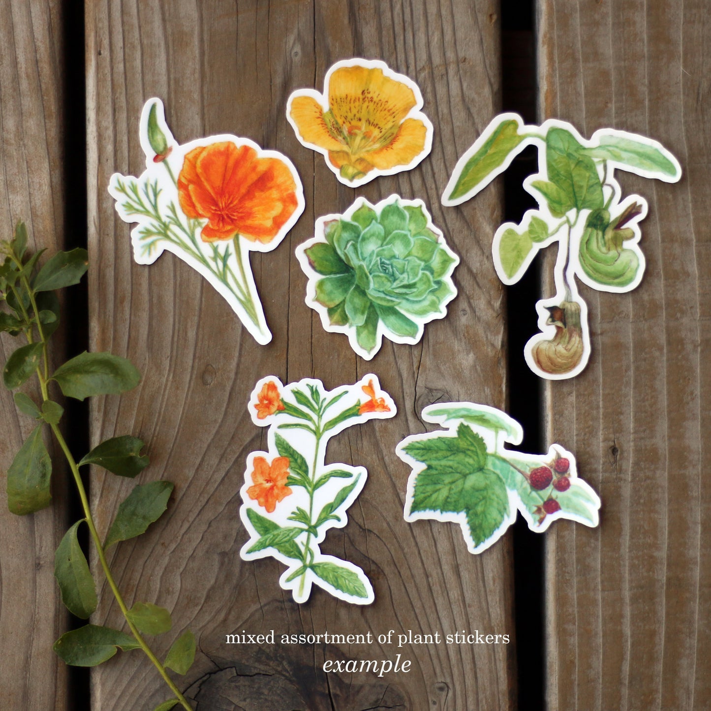 Mystery Vinyl Sticker Seconds: SIX Durable, Waterproof Stickers Featuring Native California Plants and Animals