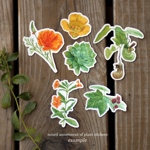 Load image 1 in gallery view. Mystery Vinyl Sticker Seconds: SIX Durable, Waterproof Stickers Featuring Native California Plants and Animals