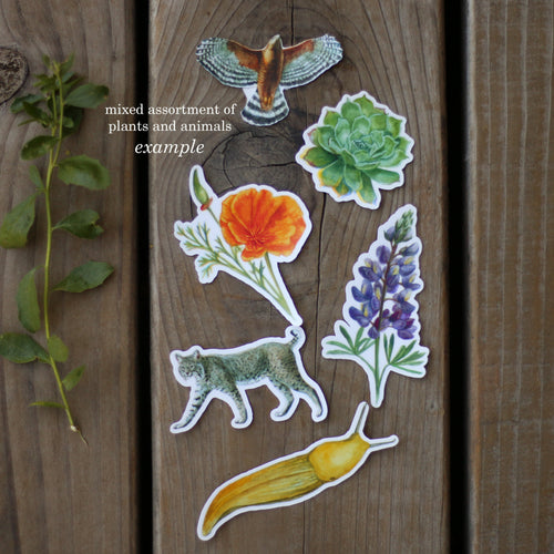 Load image 1 in gallery view. Mystery Vinyl Sticker Seconds: SIX Durable, Waterproof Stickers Featuring Native California Plants and Animals