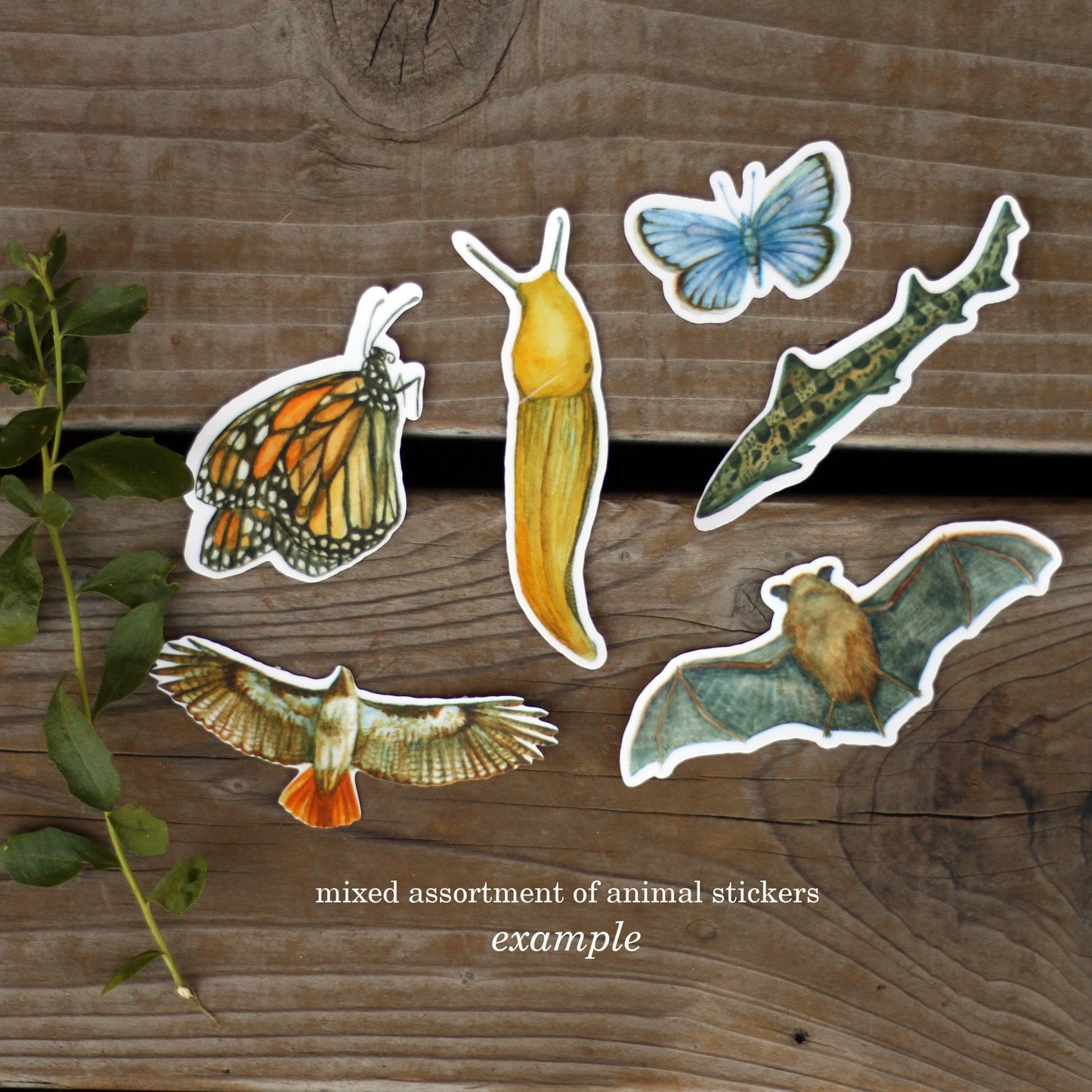 Mystery Vinyl Sticker Seconds: SIX Durable, Waterproof Stickers Featuring Native California Plants and Animals