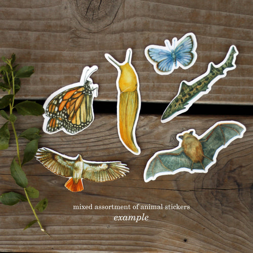 Load image 1 in gallery view. Mystery Vinyl Sticker Seconds: SIX Durable, Waterproof Stickers Featuring Native California Plants and Animals