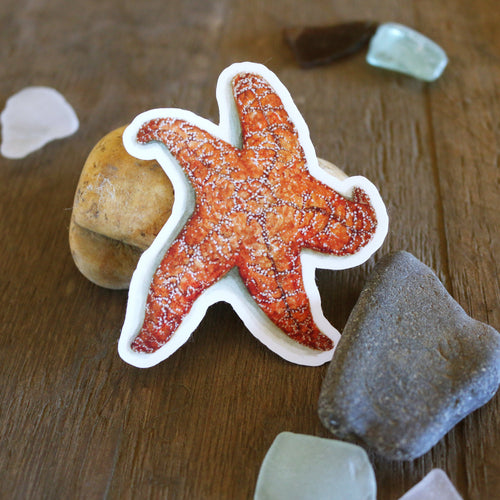 Load image 1 in gallery view. Tide Pools Vinyl Stickers: Ochre Sea Star, Nudibranch, Urchin and Sculpin
