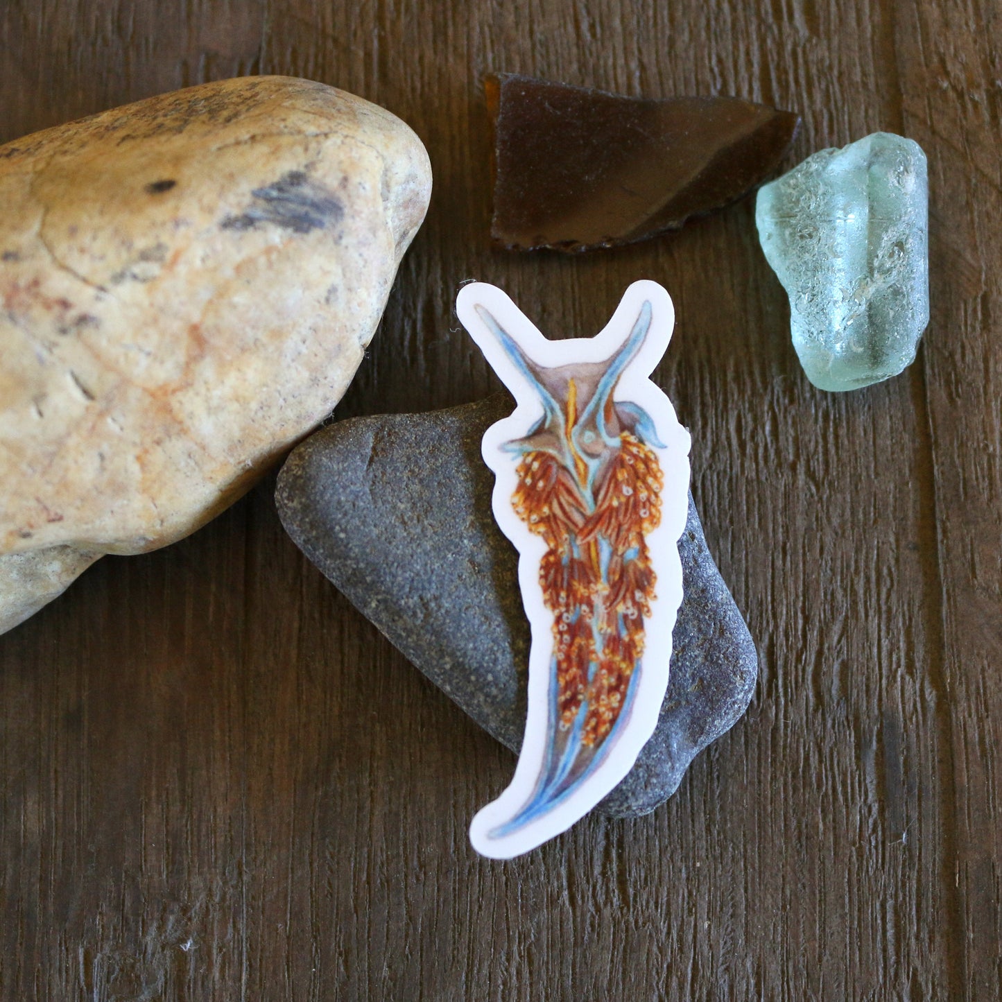Tide Pools Vinyl Stickers: Ochre Sea Star, Nudibranch, Urchin and Sculpin