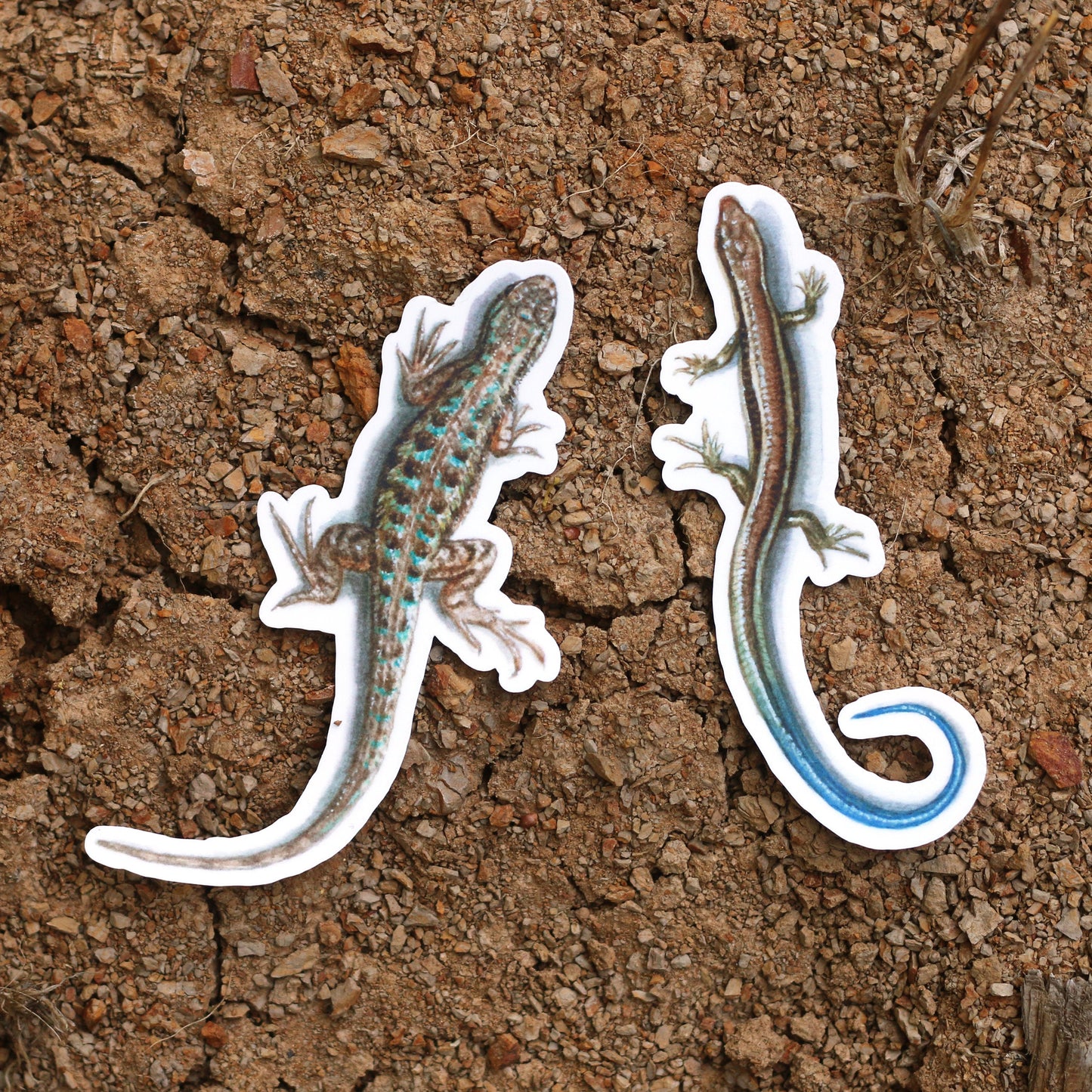 Lizards of California Vinyl Stickers: Western Skink and Coast Fence Lizard
