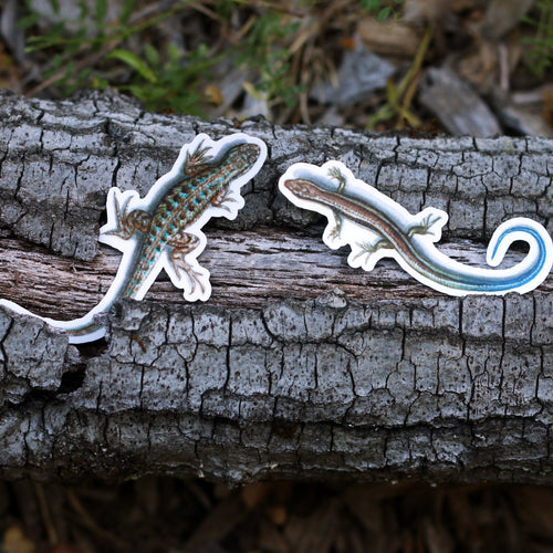 Load image 1 in gallery view. Lizards of California Vinyl Stickers: Western Skink and Coast Fence Lizard