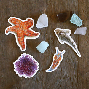 Tide Pools Stickers: Four Vinyl Stickers, Ochre Sea Star, Nudibranch, Sea Urchin and Tide Pool Sculpin