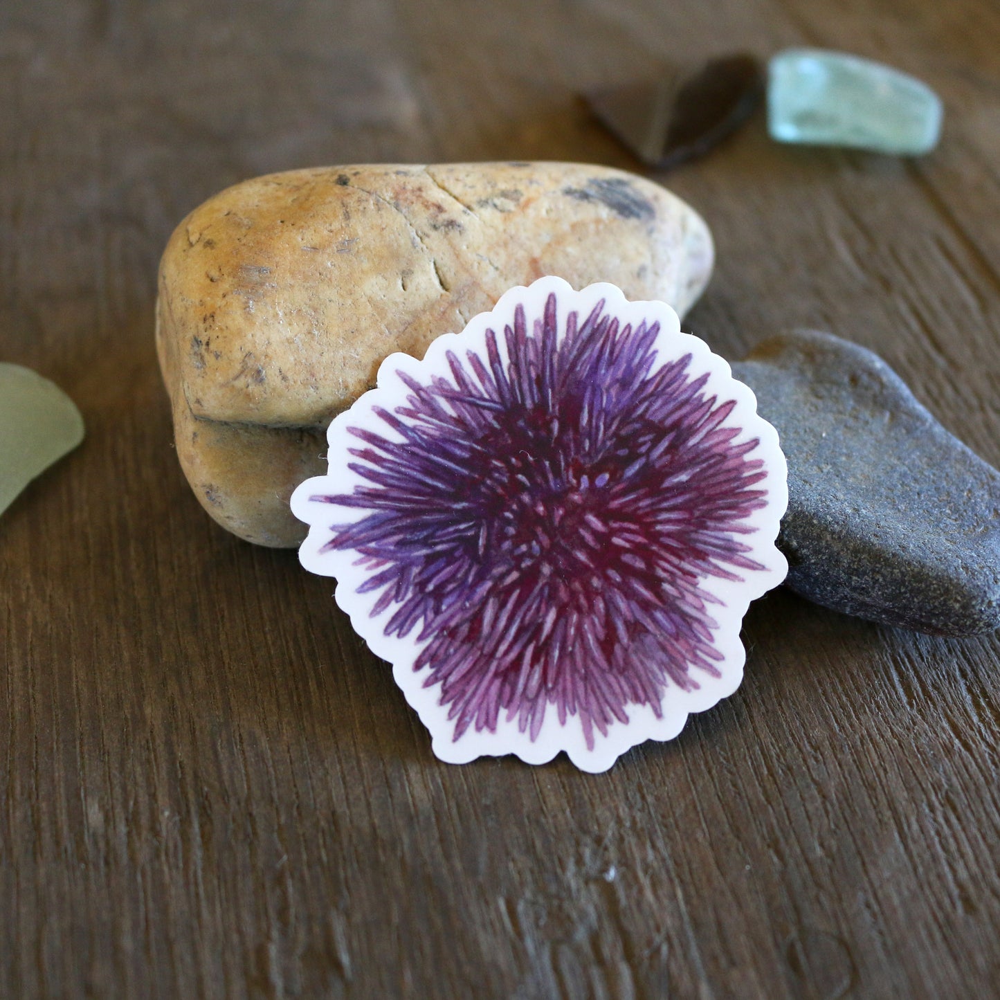 Tide Pools Vinyl Stickers: Ochre Sea Star, Nudibranch, Urchin and Sculpin