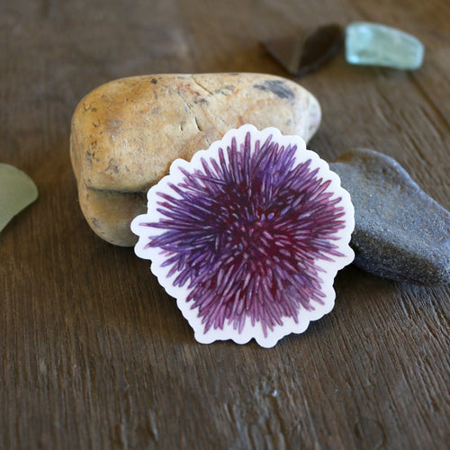 Load image 1 in gallery view. Tide Pools Vinyl Stickers: Ochre Sea Star, Nudibranch, Urchin and Sculpin