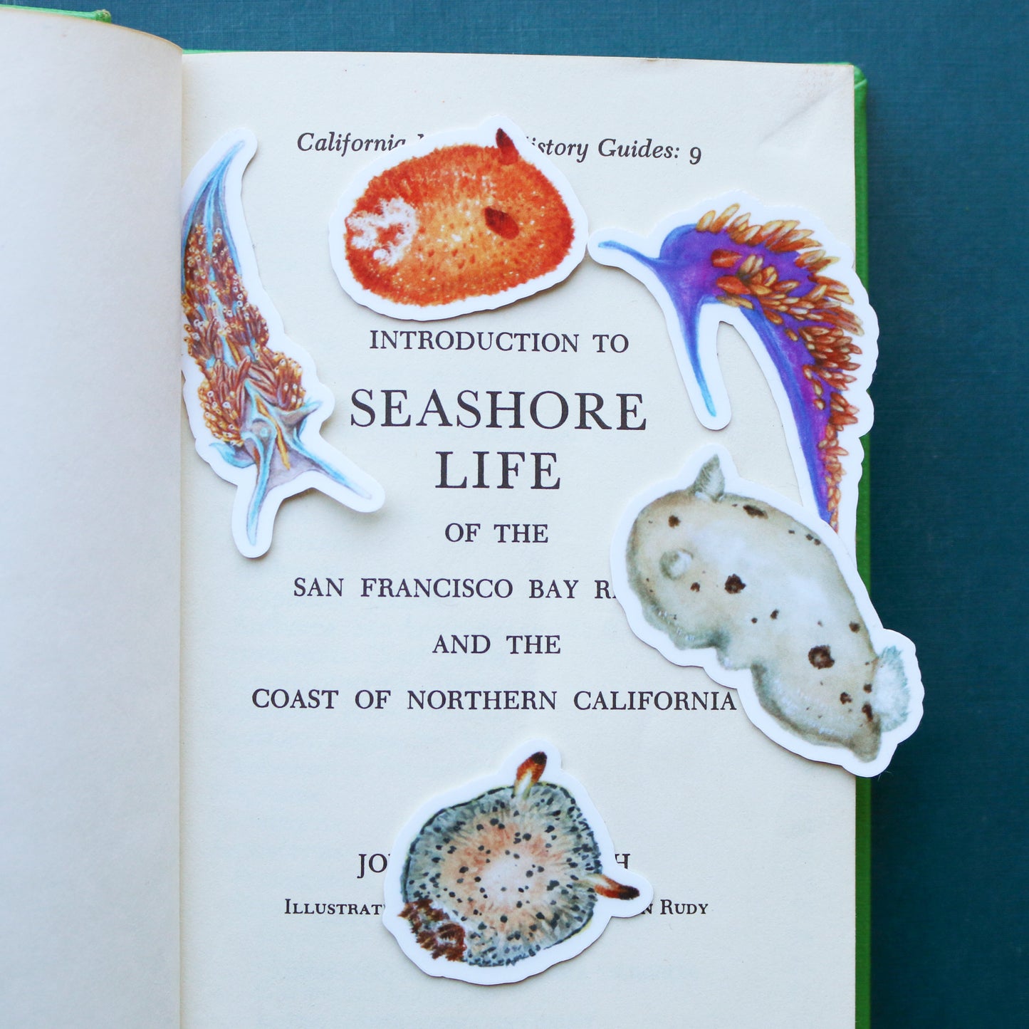 Nudibranch Vinyl Stickers: Opalescent Nudibranch, Spanish Shawl, Spiny Doris, San Diego Dorid