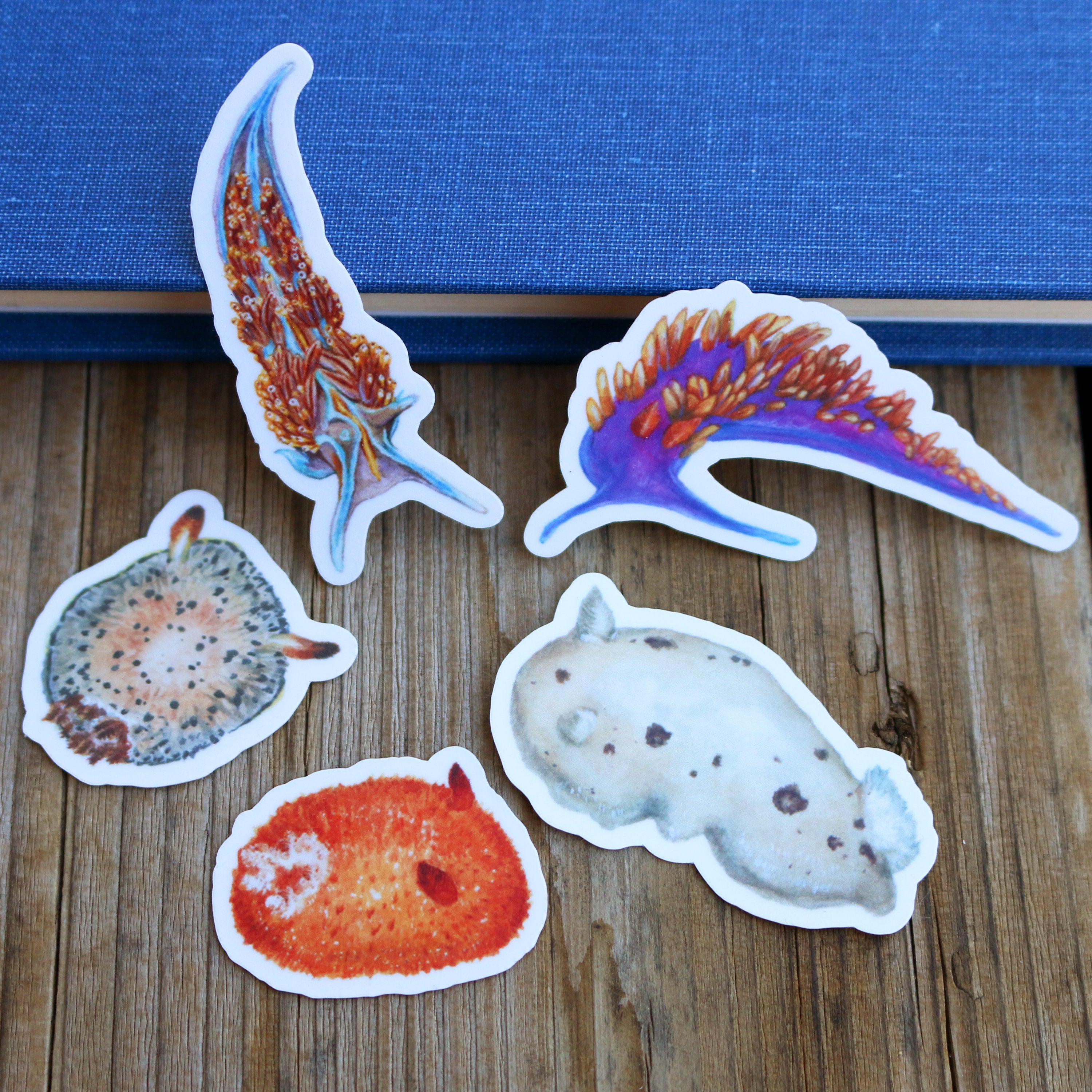 Nudibranch Vinyl Stickers: Opalescent Nudibranch, Spanish Shawl, Spiny Doris, San Diego Dorid