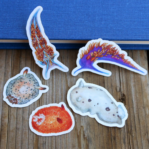 Load image 1 in gallery view. Nudibranch Vinyl Stickers: Opalescent Nudibranch, Spanish Shawl, Spiny Doris, San Diego Dorid