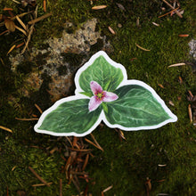 Redwood Understory Stickers: Four Vinyl Stickers, Fairy Slipper Orchid, Pacific Trillium, Redwood Violet, Fetid Adder's Tongue