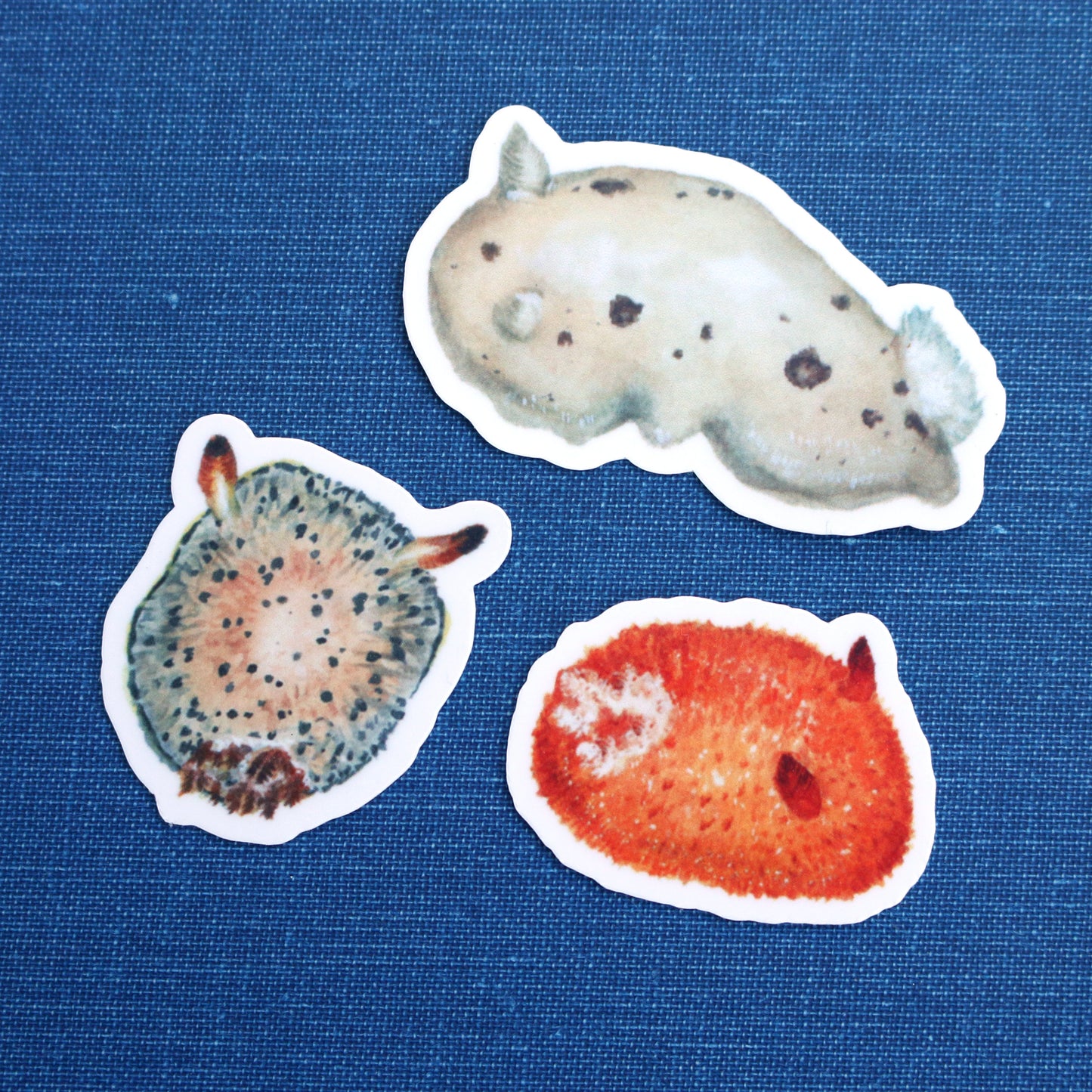 Nudibranch Vinyl Stickers: Opalescent Nudibranch, Spanish Shawl, Spiny Doris, San Diego Dorid