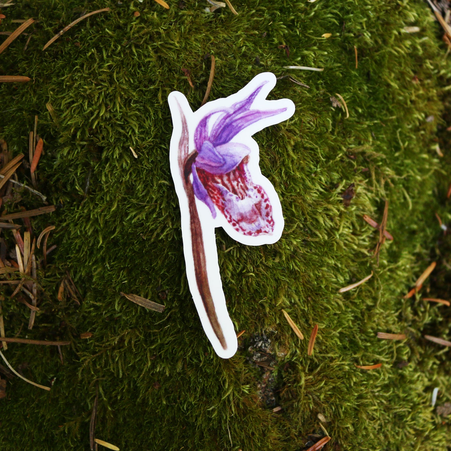 Redwood Understory Stickers Vinyl Stickers: Fairy Slipper, Pacific Trillium, Redwood Violet, Fetid Adder's Tongue