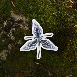 Redwood Understory Stickers: Four Vinyl Stickers, Fairy Slipper Orchid, Pacific Trillium, Redwood Violet, Fetid Adder's Tongue