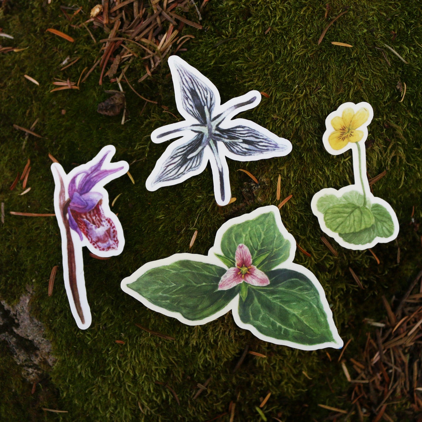 Redwood Understory Stickers Vinyl Stickers: Fairy Slipper, Pacific Trillium, Redwood Violet, Fetid Adder's Tongue