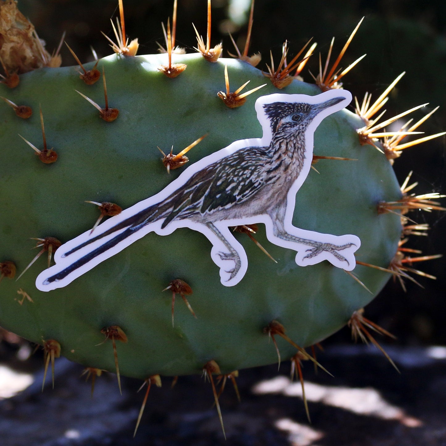 Deserts of California Vinyl Stickers: Roadrunner, Desert Tortoise, Beavertail Cactus