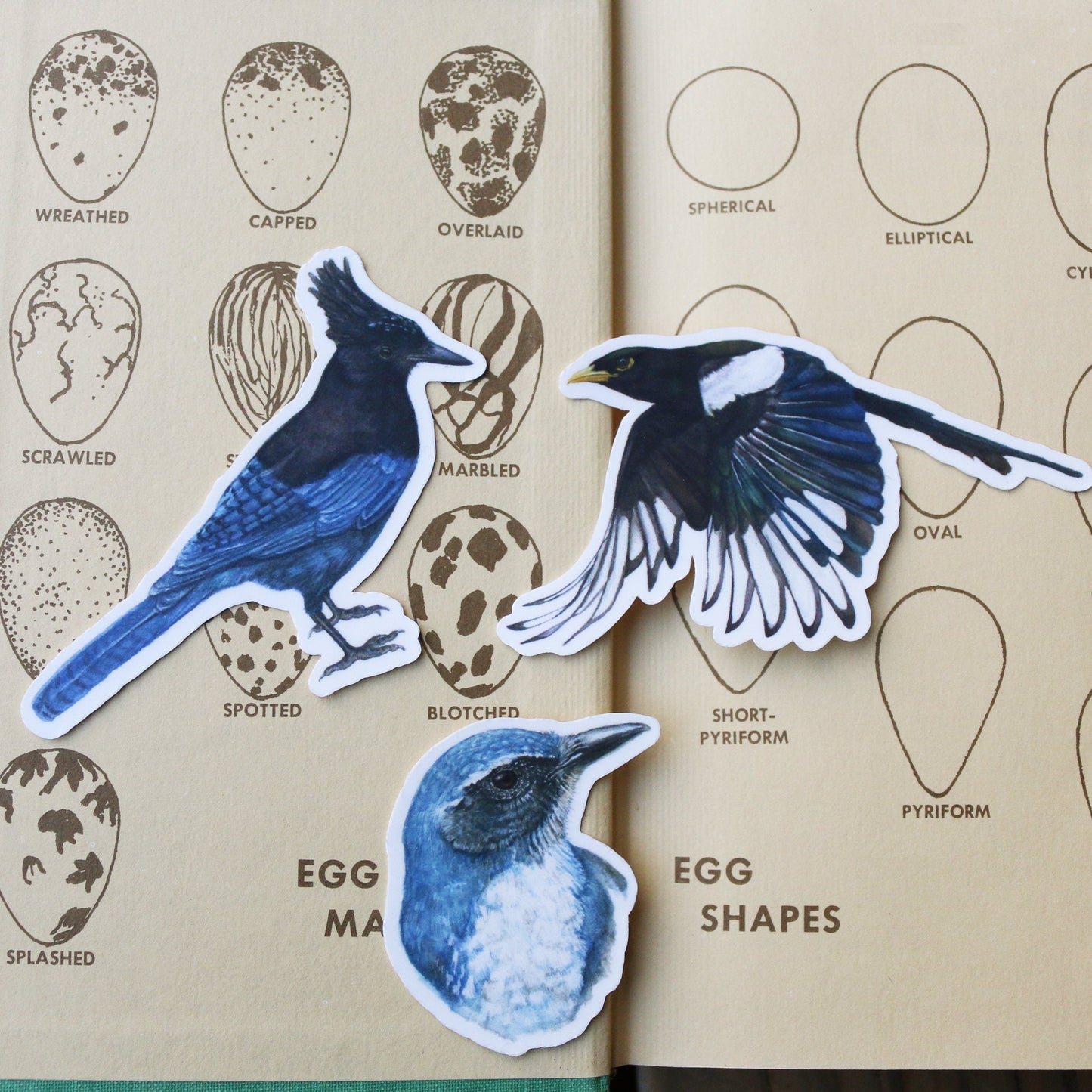 Corvids Vinyl Stickers: Scrub Jay, Yellow Billed Magpie, Steller's Jay