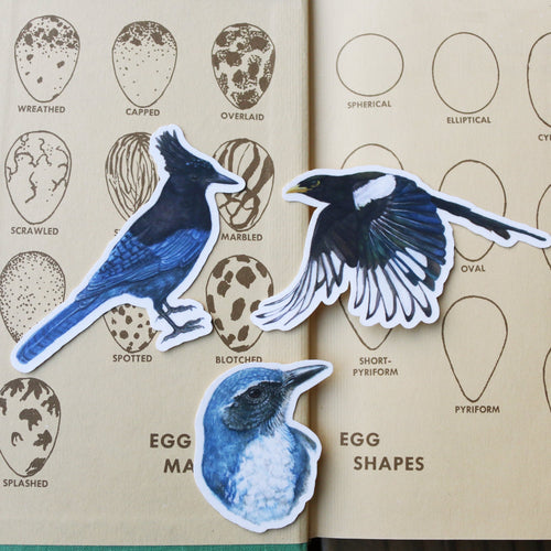 Load image 1 in gallery view. Corvids Vinyl Stickers: Scrub Jay, Yellow Billed Magpie, Steller's Jay