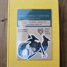 Corvid Stickers: Three Vinyl Stickers - Scrub Jay, Yellow Billed Magpie, Steller's Jay
