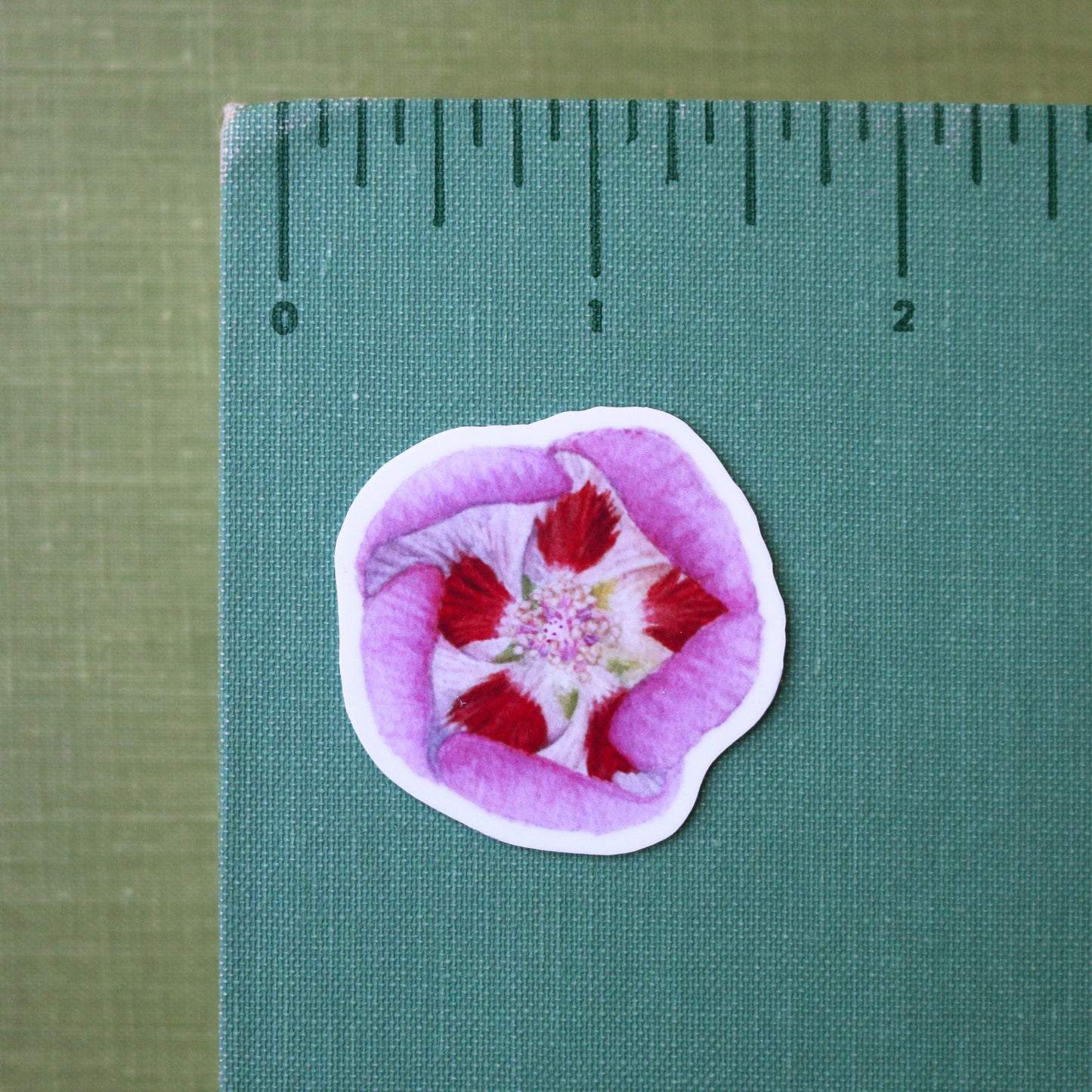 Desert Wildflowers Vinyl Stickers: Desert Fivespot, Brittlebush, Desert Bluebells, Ghostflower