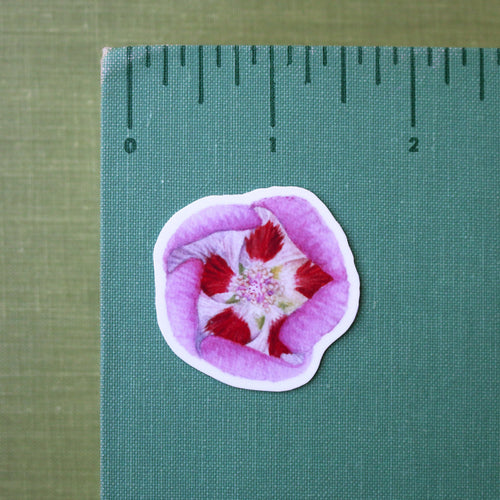 Load image 1 in gallery view. Desert Wildflowers Vinyl Stickers: Desert Fivespot, Brittlebush, Desert Bluebells, Ghostflower