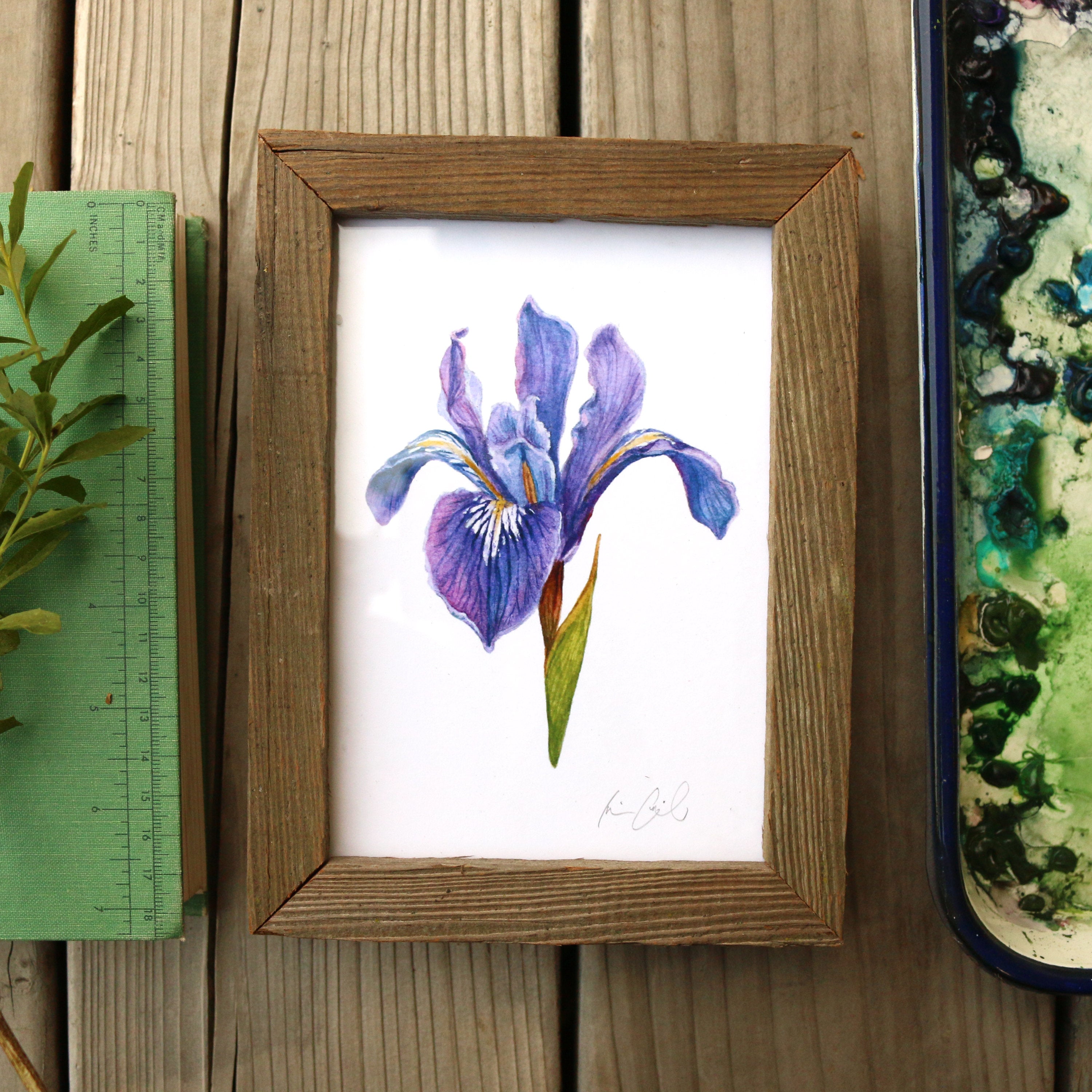 Douglas Iris  watercolor painting art print framed native California 5x7