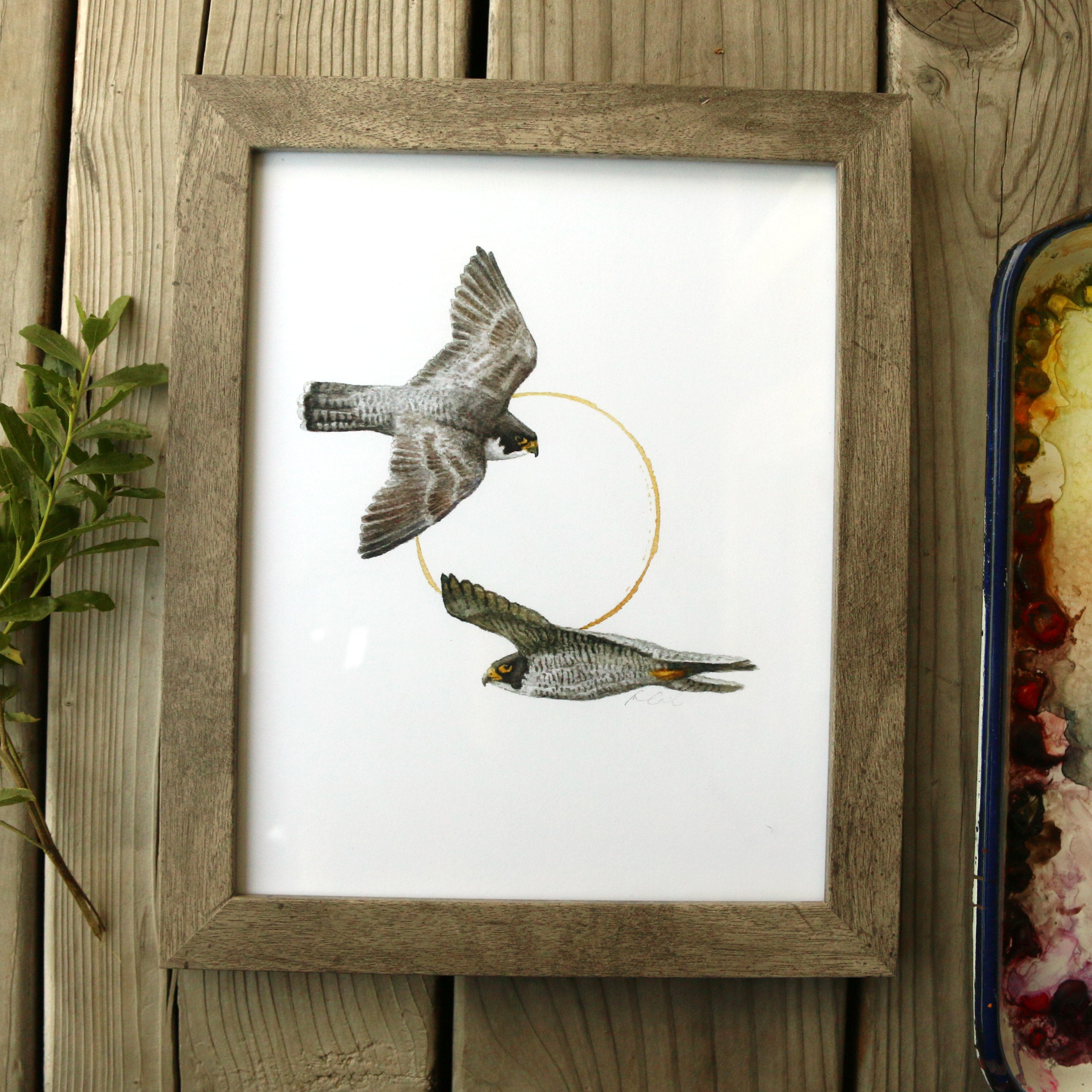 Peregrine Falcon  watercolor painting art print framed native California 8x10