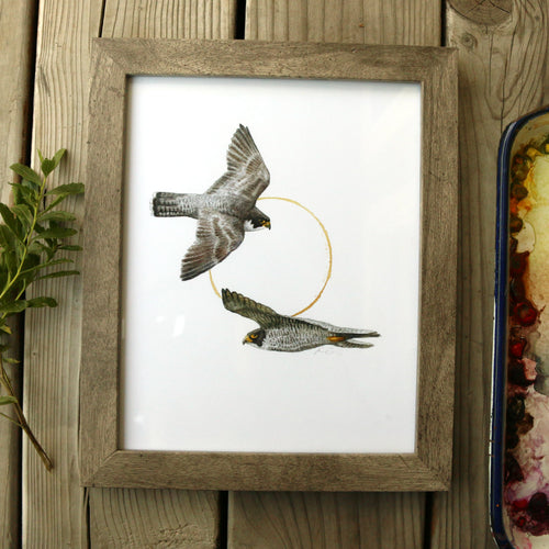 Load image 1 in gallery view. Peregrine Falcon  watercolor painting art print framed native California 8x10