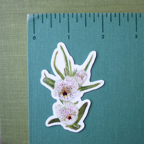 Load image 1 in gallery view. Desert Wildflowers Vinyl Stickers: Desert Fivespot, Brittlebush, Desert Bluebells, Ghostflower