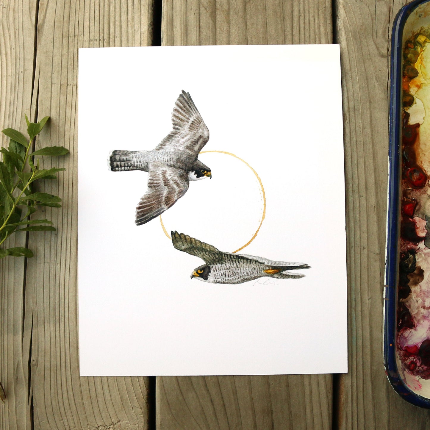 Peregrine Falcon  watercolor painting art print native California 8x10