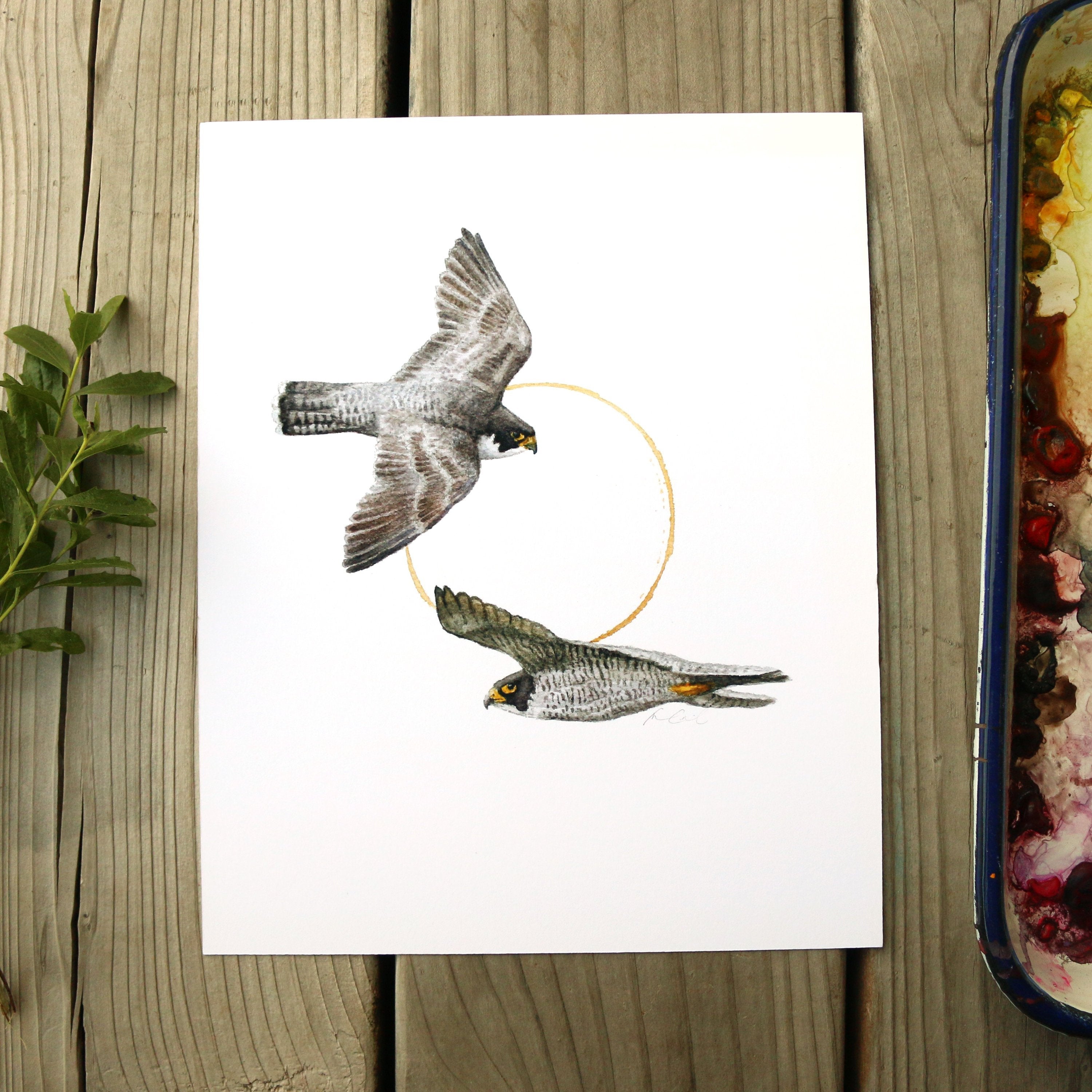 Peregrine Falcon  watercolor painting art print native California 8x10