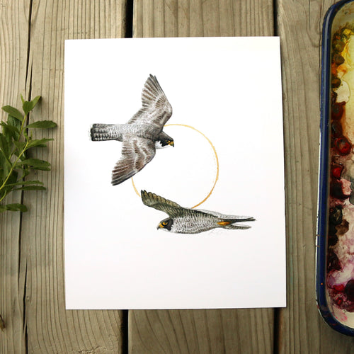 Load image 1 in gallery view. Peregrine Falcon  watercolor painting art print native California 8x10