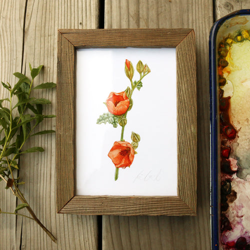 Load image 1 in gallery view. Desert Mallow  watercolor painting art print framed native California 5x7