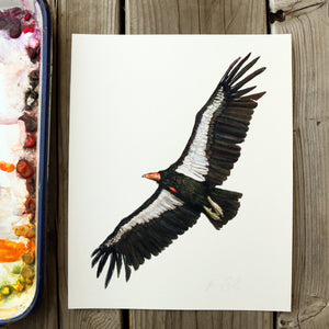 California Condor watercolor painting art print native California 8x10